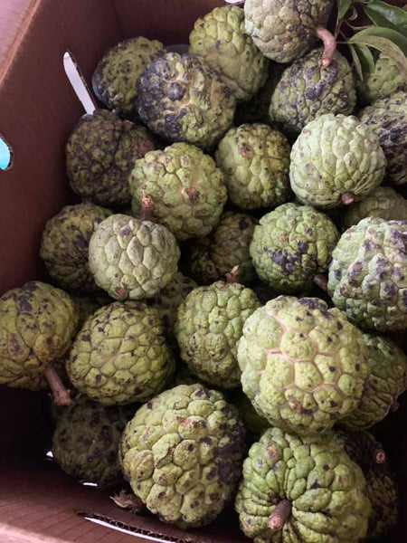 Sugar Apple