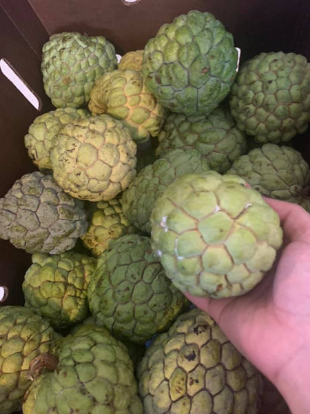 Sugar Apple