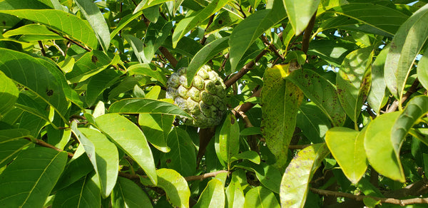 Sugar Apple