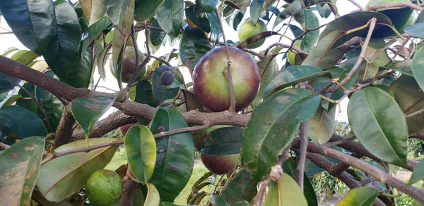 Star Apple - Caimito ( Milk Fruit )