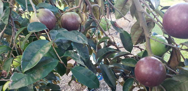 Star Apple - Caimito ( Milk Fruit )