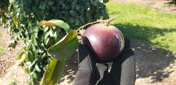 Star Apple - Caimito ( Milk Fruit )