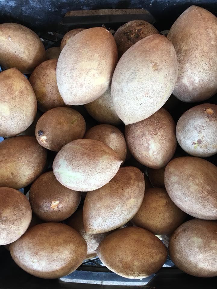 Sapodilla