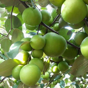 Jujube (Crisp Green)