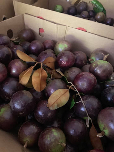 Star Apple - Caimito ( Milk Fruit )