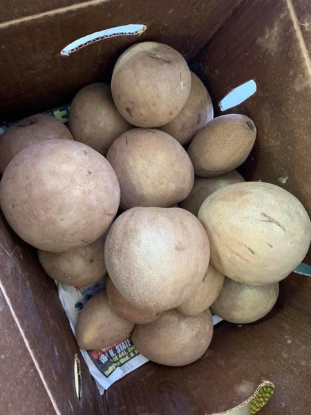 Sapodilla