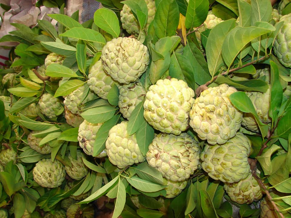 Sugar Apple