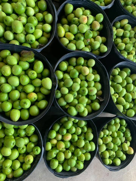 Jujube (Crisp Green)