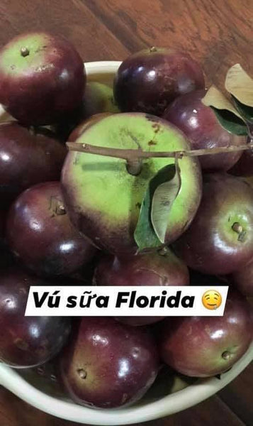 Star Apple - Caimito ( Milk Fruit )