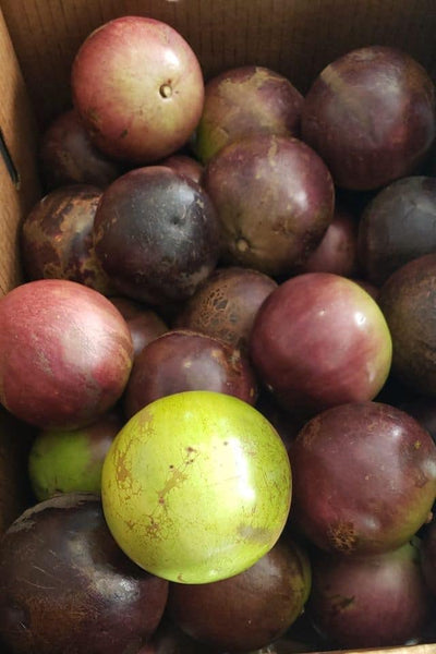 Star Apple - Caimito ( Milk Fruit )