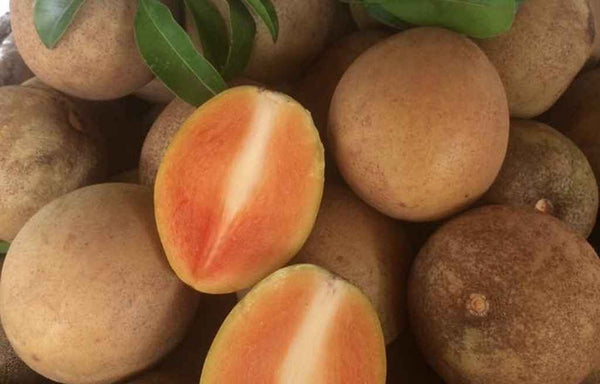 Sapodilla