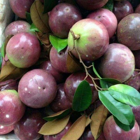 Star Apple - Caimito ( Milk Fruit )