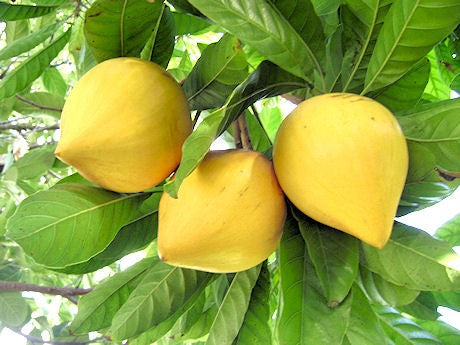 Egg Fruit